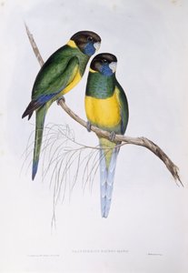 Australischer Ringsittich (Barnardius oder Platycercus zonarius)