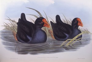 Australisches Purpurhuhn (Porphyrio melanotus) von John Gould