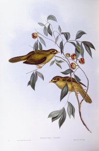 Glockenhonigfresser (Manorina melanophrys), Gravur von John Gould