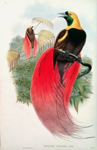Paradiesvogel, graviert von T. Walter von John Gould