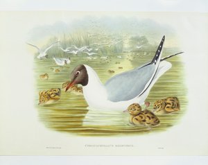 Schwarzkopfmöwe (Larus ridibundus), Gravur von John Gould, William Hart, H C Richter