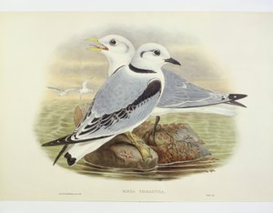 Dreizehenmöwe (Rissa tridactyla), Gravur von John Gould, William Hart, H C Richte