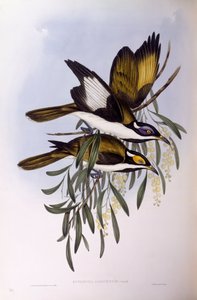 Blaugesicht-Honigfresser, Gravur von John Gould