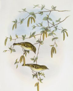 Blyths Laubsänger (Phylloscopus reguloides), Gravur von John Gould