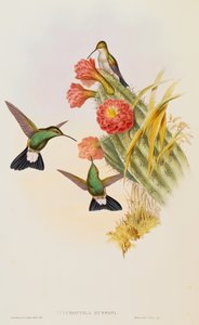 Buffons Plumeleteer (Hypuroptila Buffon) aus einer Monographie der Trochilidae