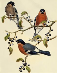 Gimpel (Pyrrhula pyrrhula), Gravur von John Gould (1804-1881), Vereinigtes Königreich