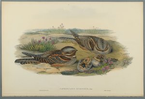 Ziegenmelker von John Gould