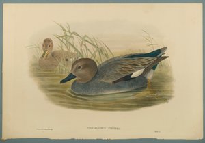 Schnatterente von John Gould