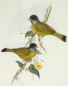 Halsbandbülbül (Spizixos semitorques), Gravur von John Gould