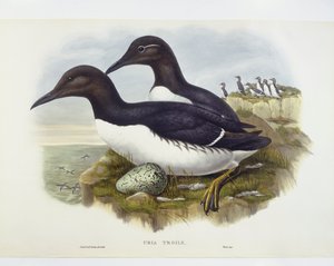 Trottellumme (Uria aalge) von John Gould