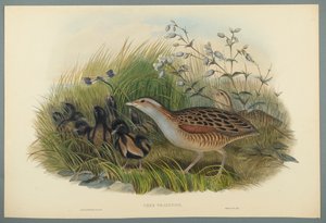 Wachtelkönig von John Gould