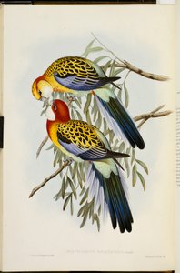 Östlicher Rosella, aus "Die Vögel Australiens", Erste Ausgabe, veröffentlicht 1840-69 von John Gould