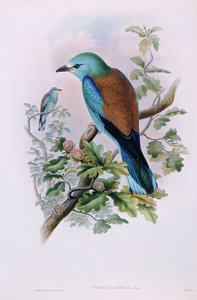 Europäischer Roller; Coracias Garrula, 1862-1873 von John Gould