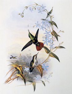 Feuerschwanz-Säbelschnabel (Avocettula recurvirostris)