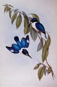 Wald-Eisvogel (Halcyon Macleay), Gravur aus Birds of Australia