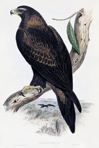 Steinadler (Aquila chrysaetos), Lithographie aus Birds of Australia and Great Britain von John Gould (1804-1881), Vereinigtes Königreich von John Gould