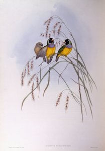 Gouldamadine, Gravur von John Gould