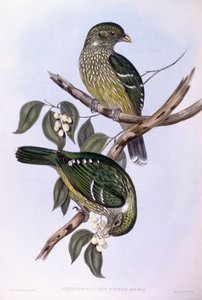Grüner Katzenvogel (Ailuroedus crassirostris), Gravur