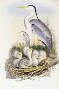 Graureiher, Gravur von John Gould