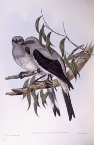 Boden-Kuckucksshrike (Coracina maxima), Gravur von John Gould