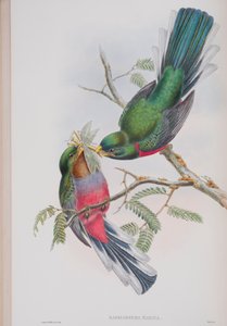 Hapaloderma Narina, Tafel aus Die Vögel von Großbritannien von John Gould, veröffentlicht 1862-73 von John Gould