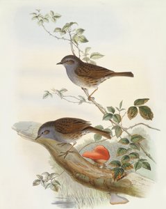 Heckenbraunelle (Prunella modularis), Gravur