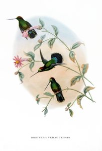 Kolibri - Veruguan Lance-Bill, Vögel aus Costa Rica, Gravur aus dem Buch von John Gould (1804-1881) "Tropical Birds"