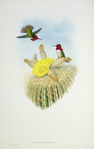 Kolibri, graviert von Walter und Cohn von John Gould