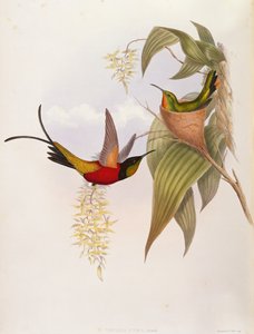 Kolibris (Topaza Pyra) aus 