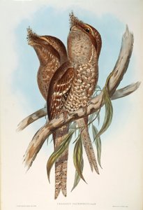 Illustration aus John Goulds "Die Vögel Australiens" darstellend Eulenschwalm (Podargus strigoides), von Oscar Dressler von John Gould