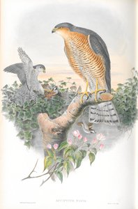 Illustration des Sperber