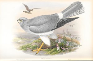 Illustration von Circus Cyaneus (Kornweihe) von John Gould