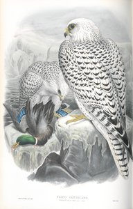 Illustration des Grönlandfalken (dunkle Rasse) von John Gould