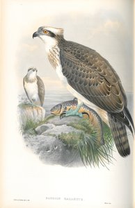 Illustration des Fischadlers
