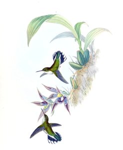 Illustration von Phlogophilus hemileucurus auf Paphinia cristata (Orchidee)