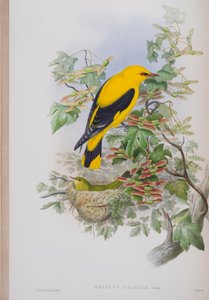 Oriolus Galbula, Tafel aus Die Vögel von Großbritannien von John Gould, veröffentlicht 1862-73 von John Gould