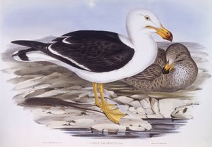 Pazifikmöwe (Larus pacificus)