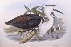 Pazifischer Reiher, Gravur von John Gould
