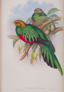 Pharomacrus Auriceps, Tafel aus Die Vögel von Großbritannien von John Gould, veröffentlicht 1862-73 von John Gould