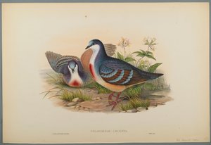 Blutbrusttaube von John Gould