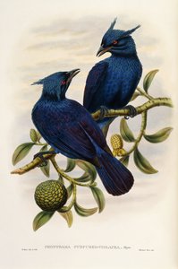 Purpur- und Violett-Manucode