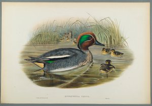 Krickente von John Gould