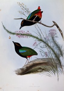 Regenbogenpitta (Pitta iris), Gravur aus Birds of Australia