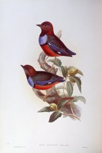 Rotbauchpitta (Pitta erythrogaster), Gravur von John Gould