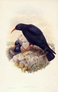 Alpendohle (Pyrrhocorax pyrrhocorax), Gravur von John Gould