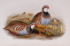 Rotbeinige Rebhühner, 1862-73