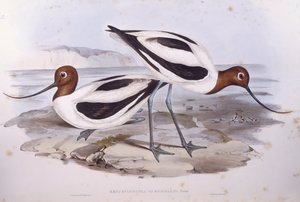 Rotschnabel-Avocet (Recurvirostra novaehollandiae)