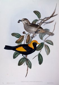 Regent-Laubenvogel (Sericulus chrysocephalus), Gravur aus Birds of Australia