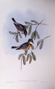 Rostbauch-Dickkopf (Pachycephala rufiventris), Gravur von John Gould