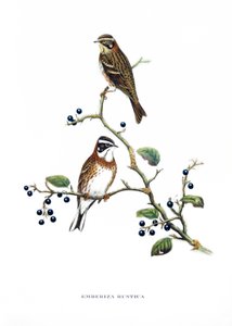 Rustikammerammer, Vögel aus Asien (China und Japan), Gravur aus dem Buch von John Gould (1804-1881) "Tropische Vögel"